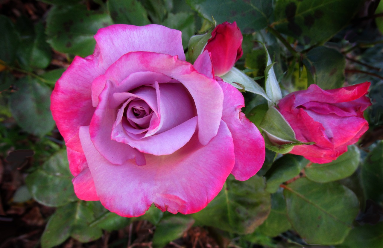 mauve pink rose free photo