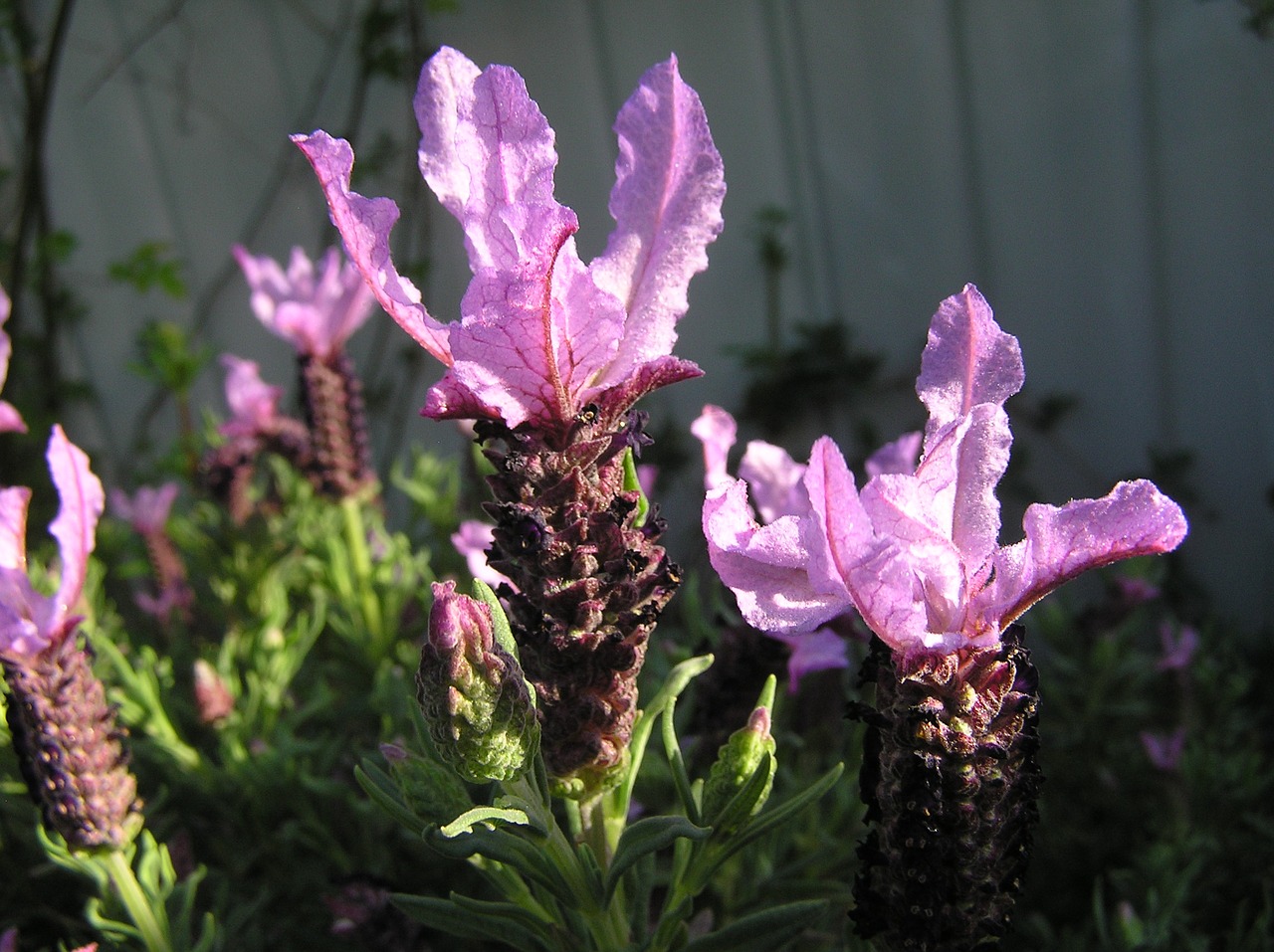 mauve flower lavender fragrant free photo