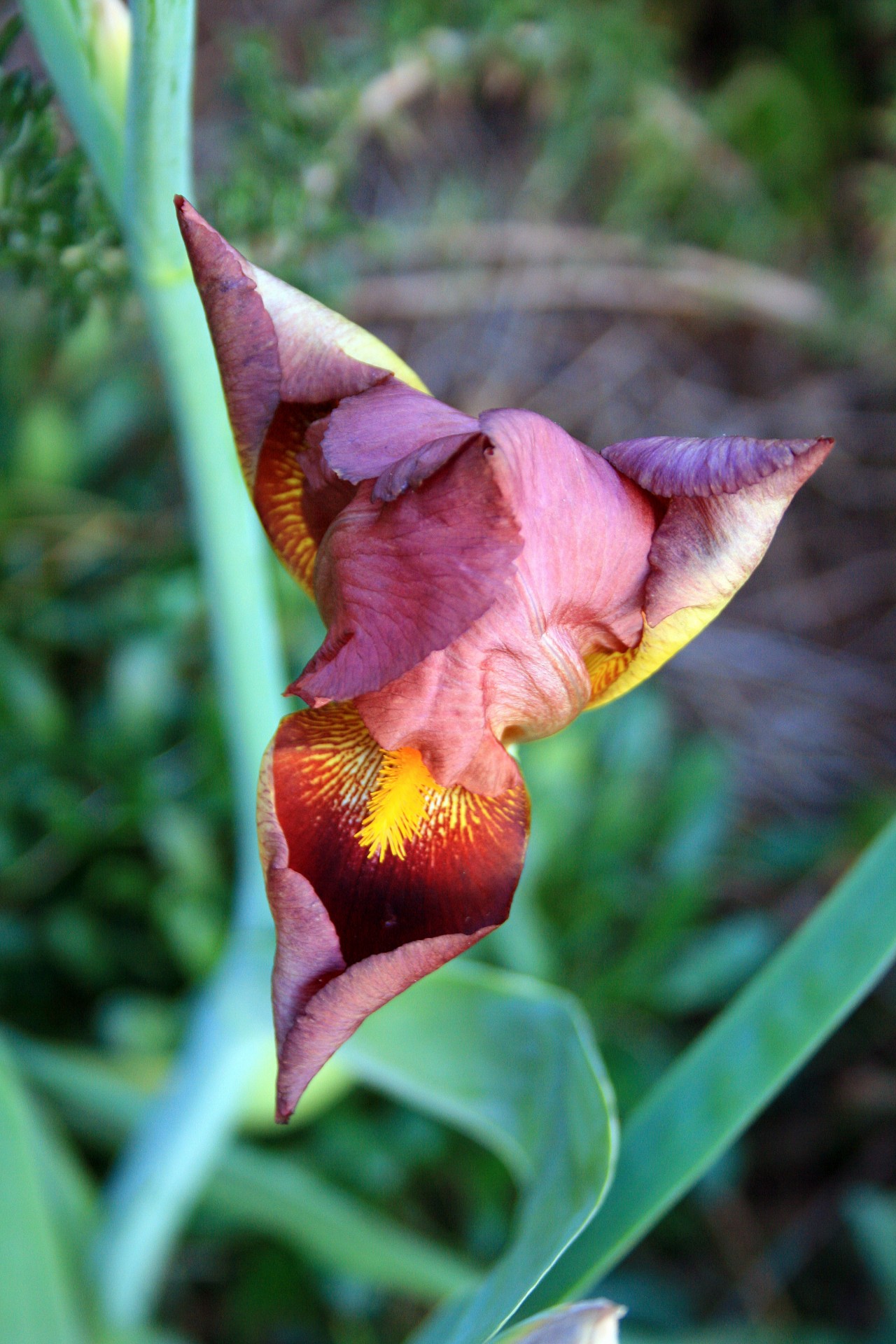 flower iris purple free photo