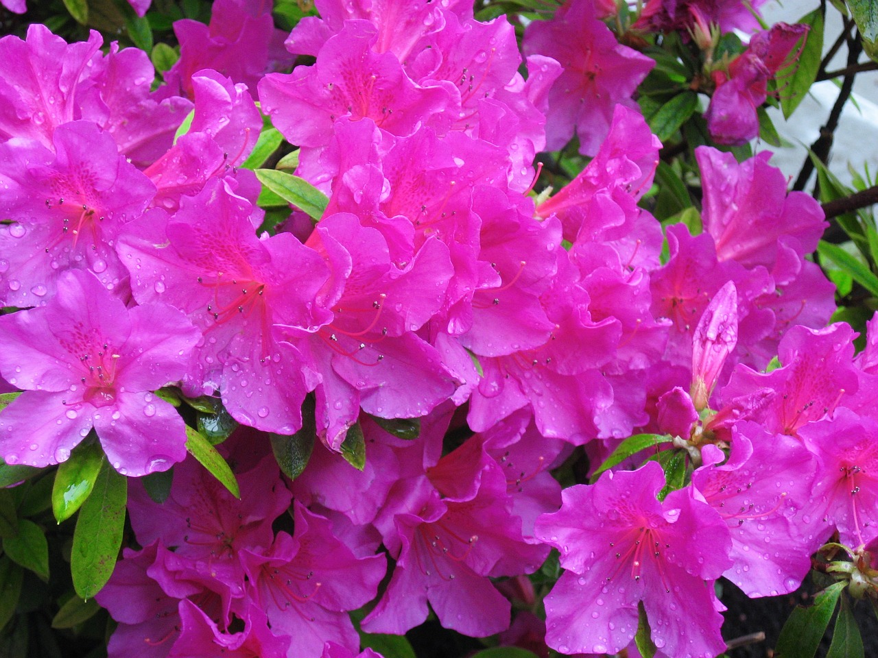 may azalea pink free photo