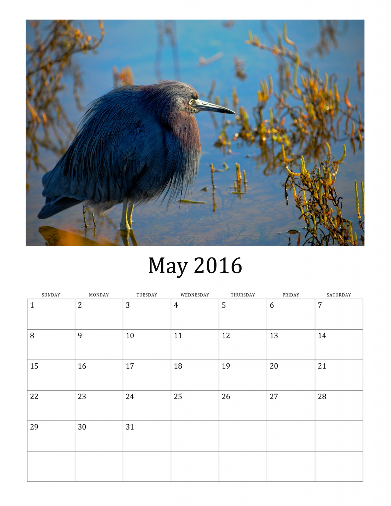 2016 2016 calendar green heron free photo