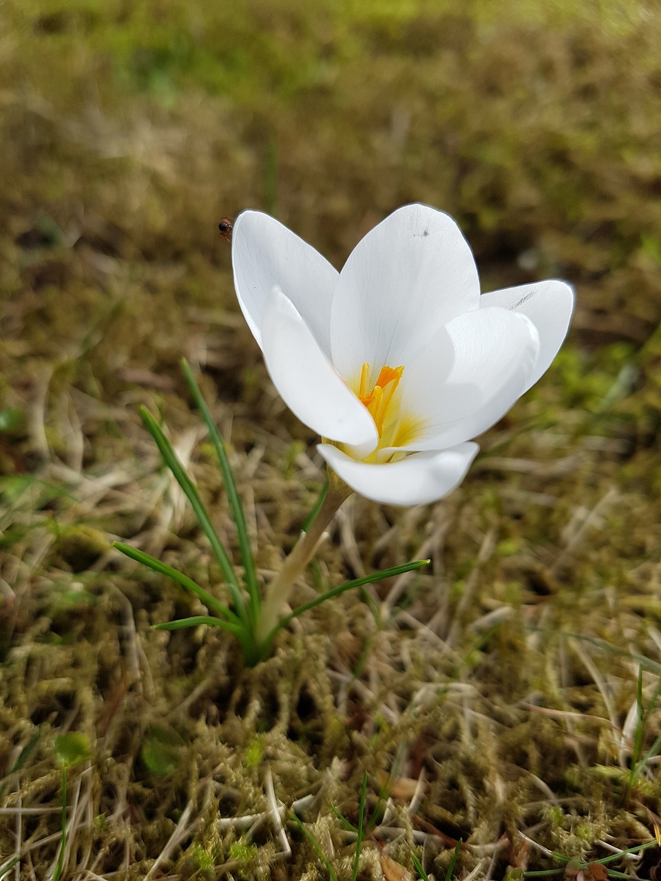 may flower spring free photo