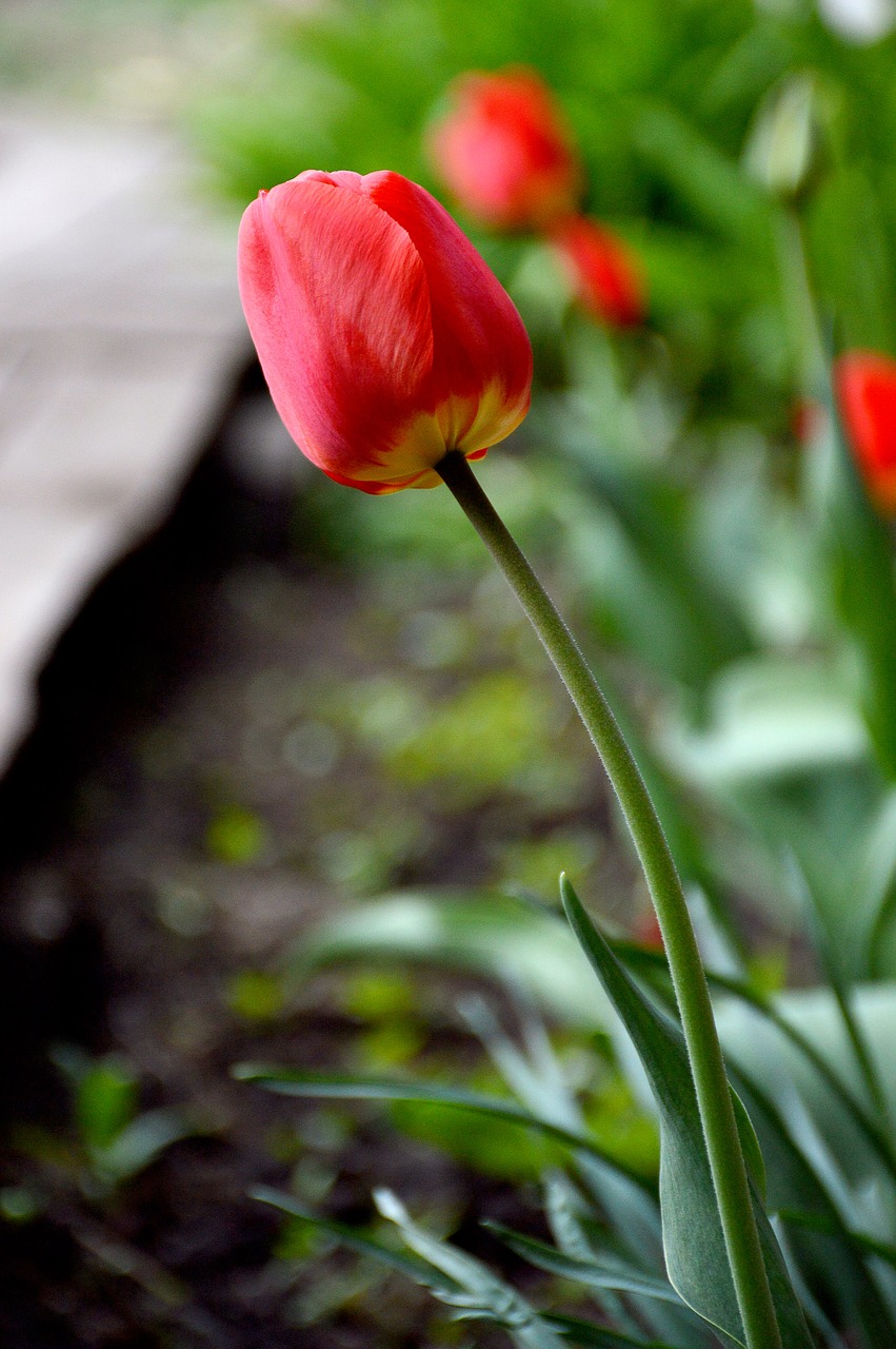 may spring tulip free photo