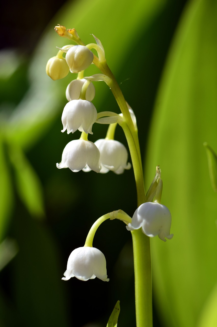 may lily of the valley spring free photo