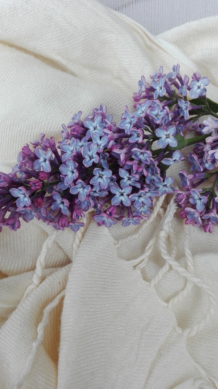 may lilac flowers free photo