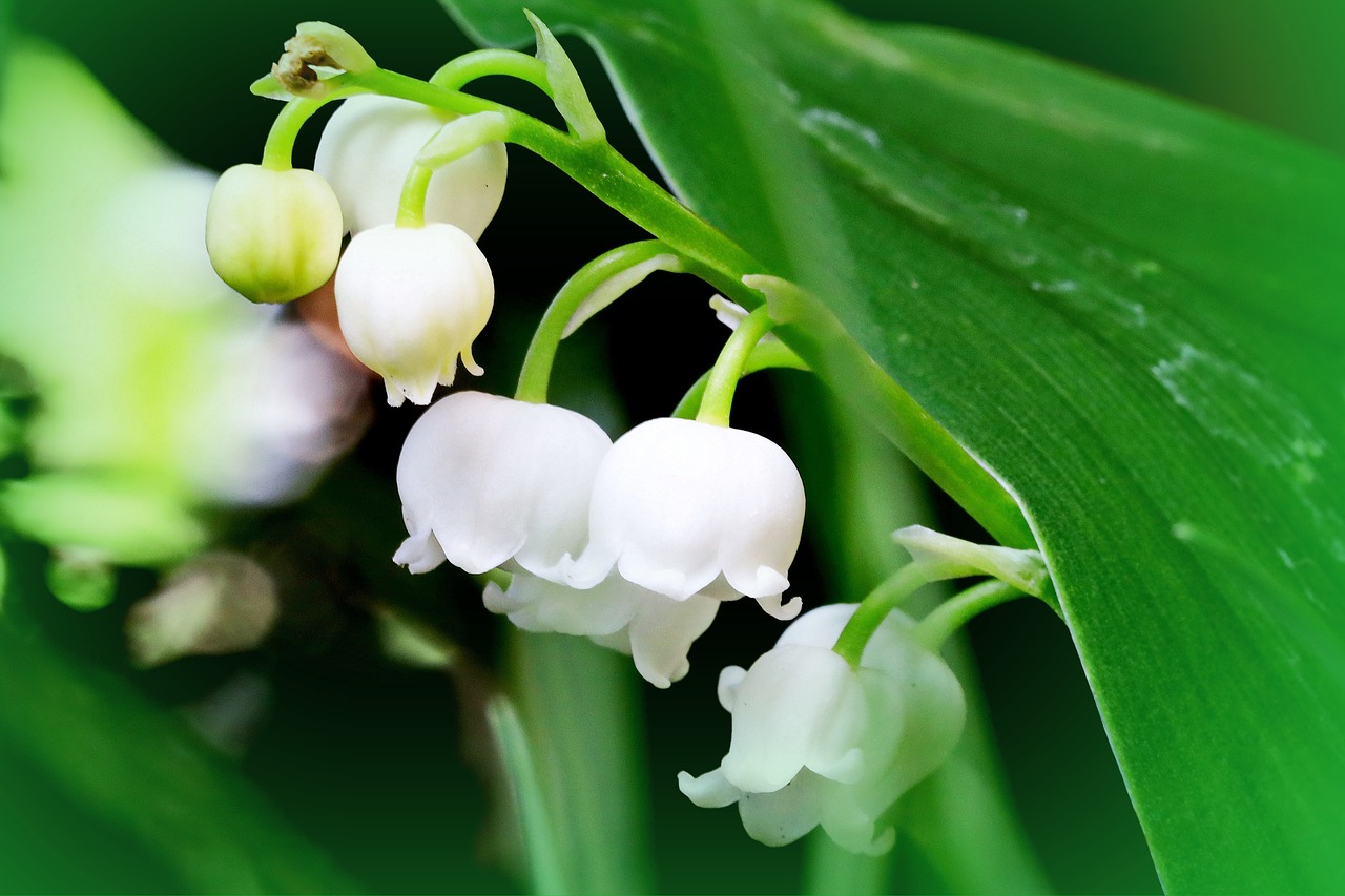 may  the merry month of  lily of the valley free photo