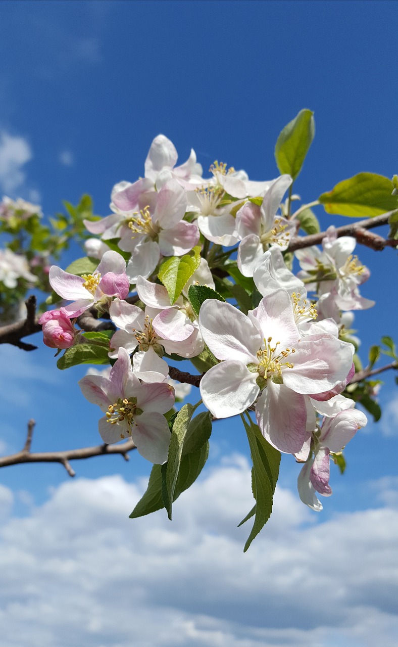 may  nature  blue sky free photo