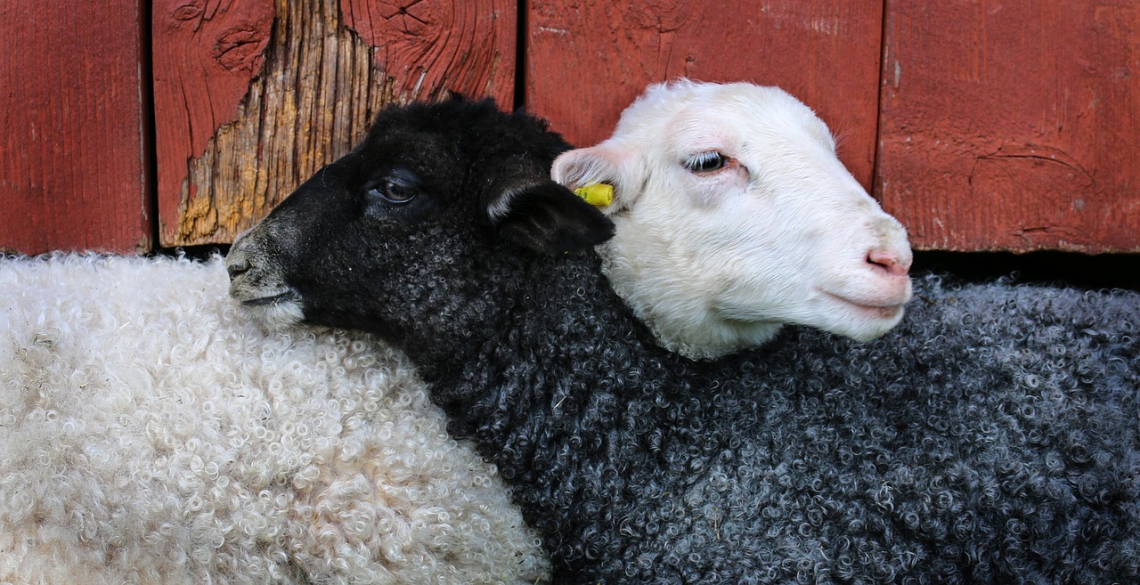 may lamb friends free photo