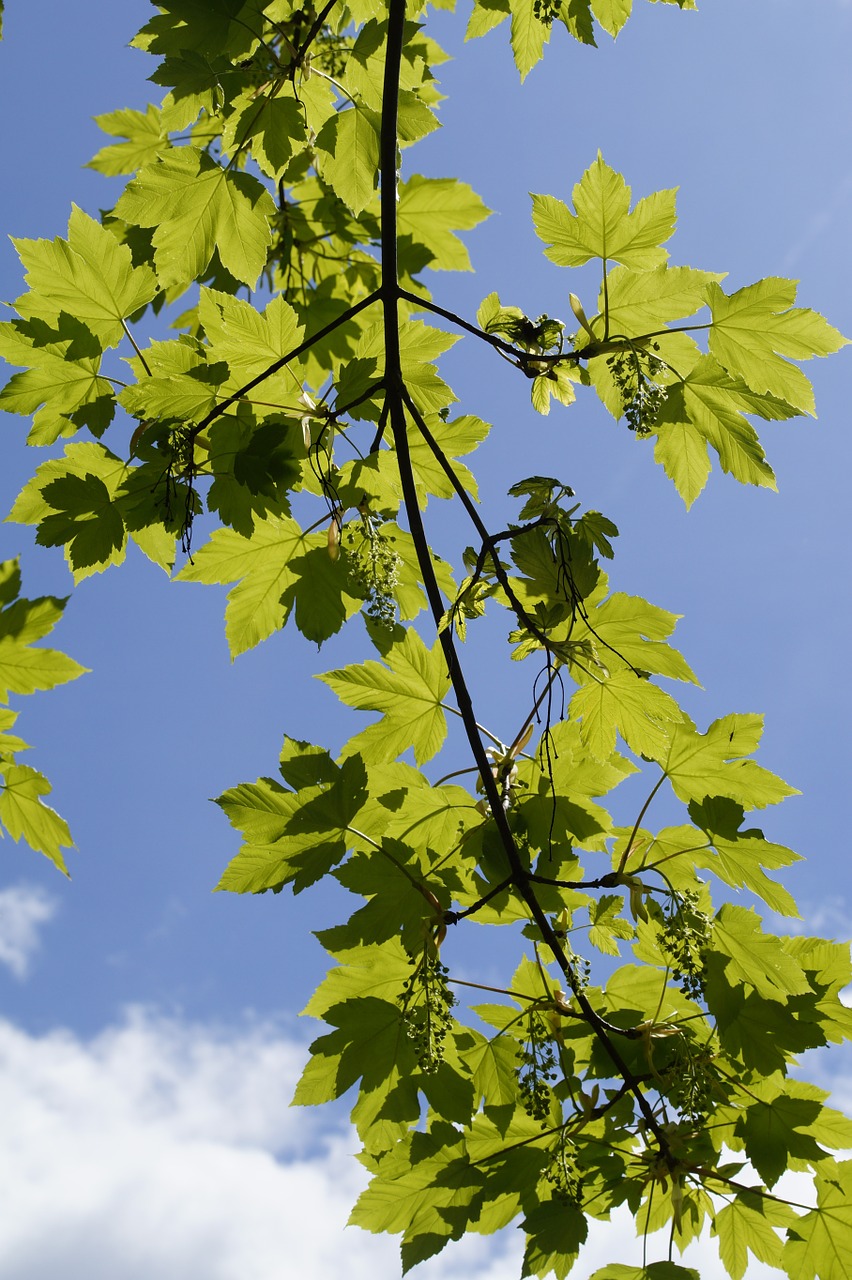 may light and shadow maple free photo