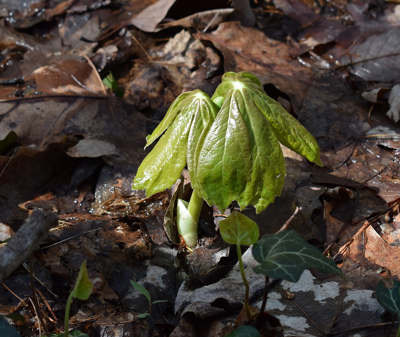 may apple plant emerging may apple plant free photo