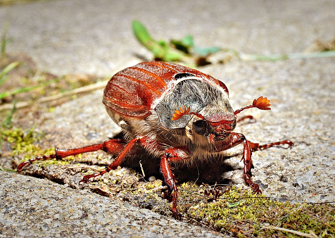 may beetle macro closeup free photo