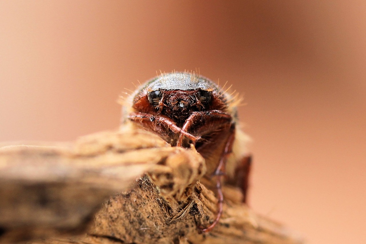 may beetle scarab face free photo