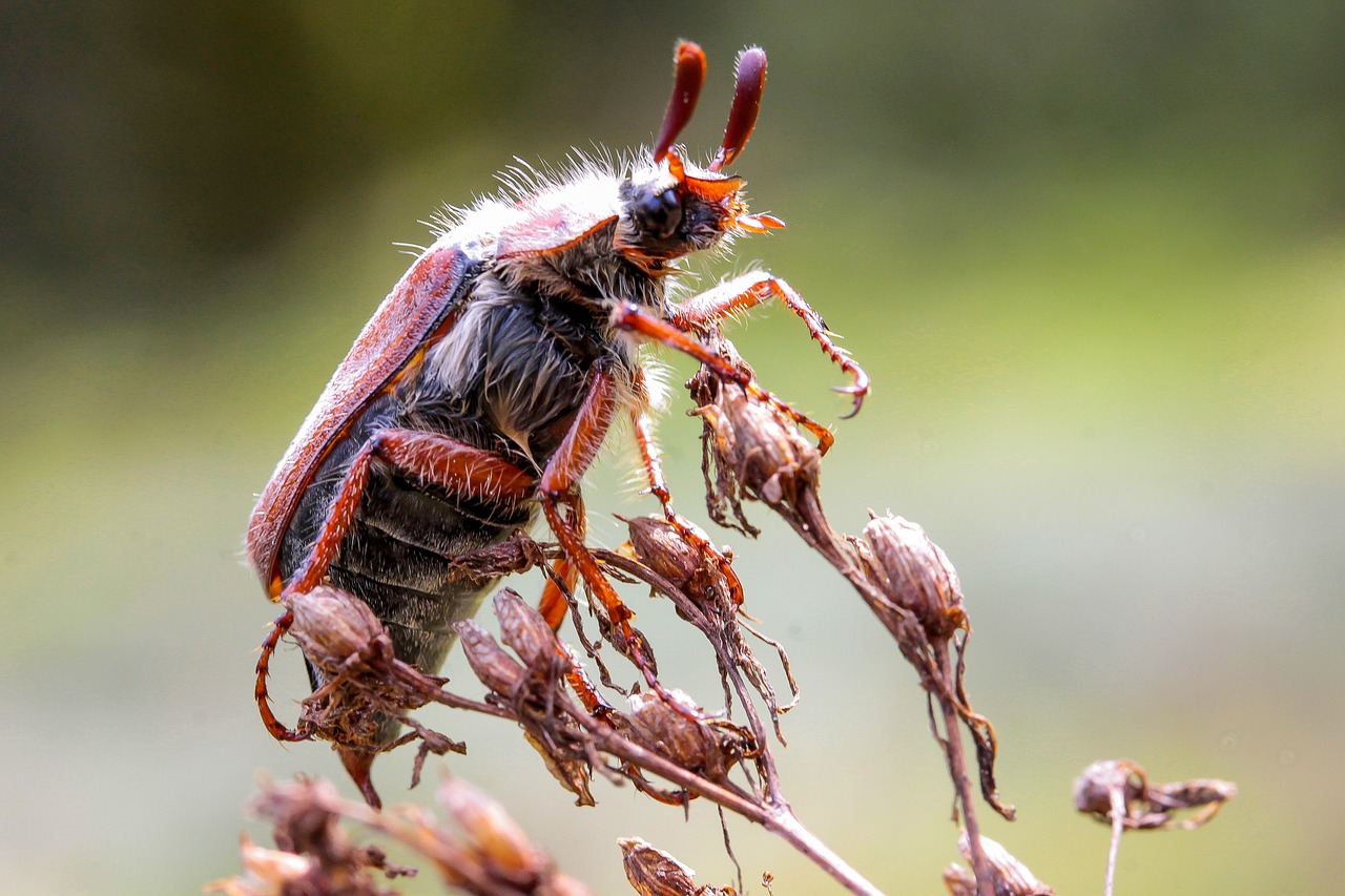 may bug beetle animal insect free photo