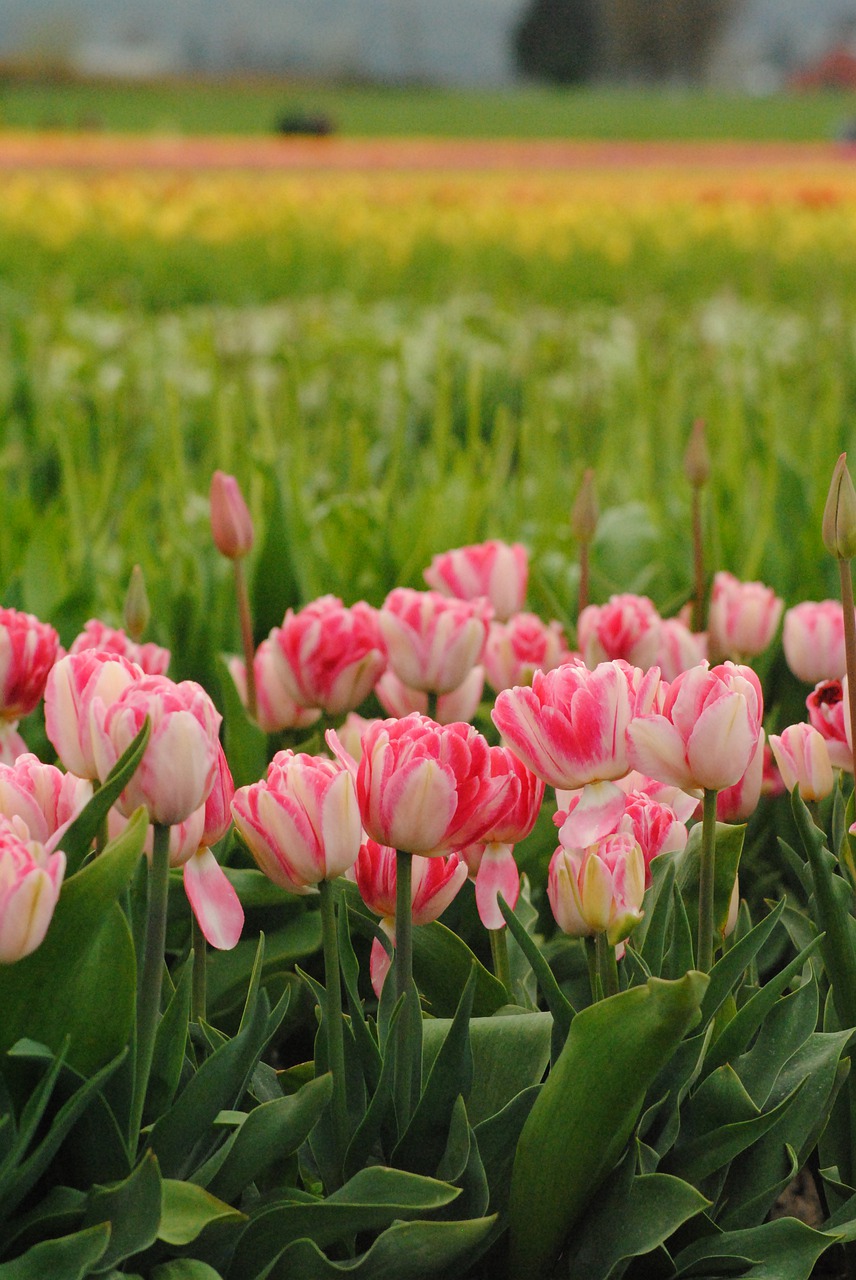 may flowers  tulip  tulips free photo