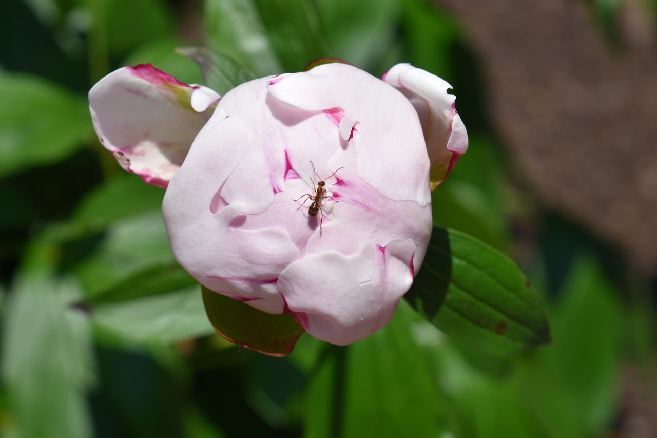 may flowers  flora  outdoors free photo