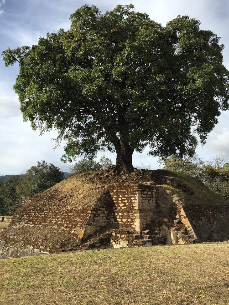 mayan ruins tree guatemala free photo