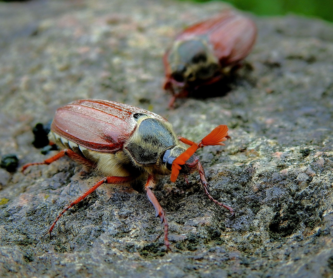 maybug  insect  the beetle free photo