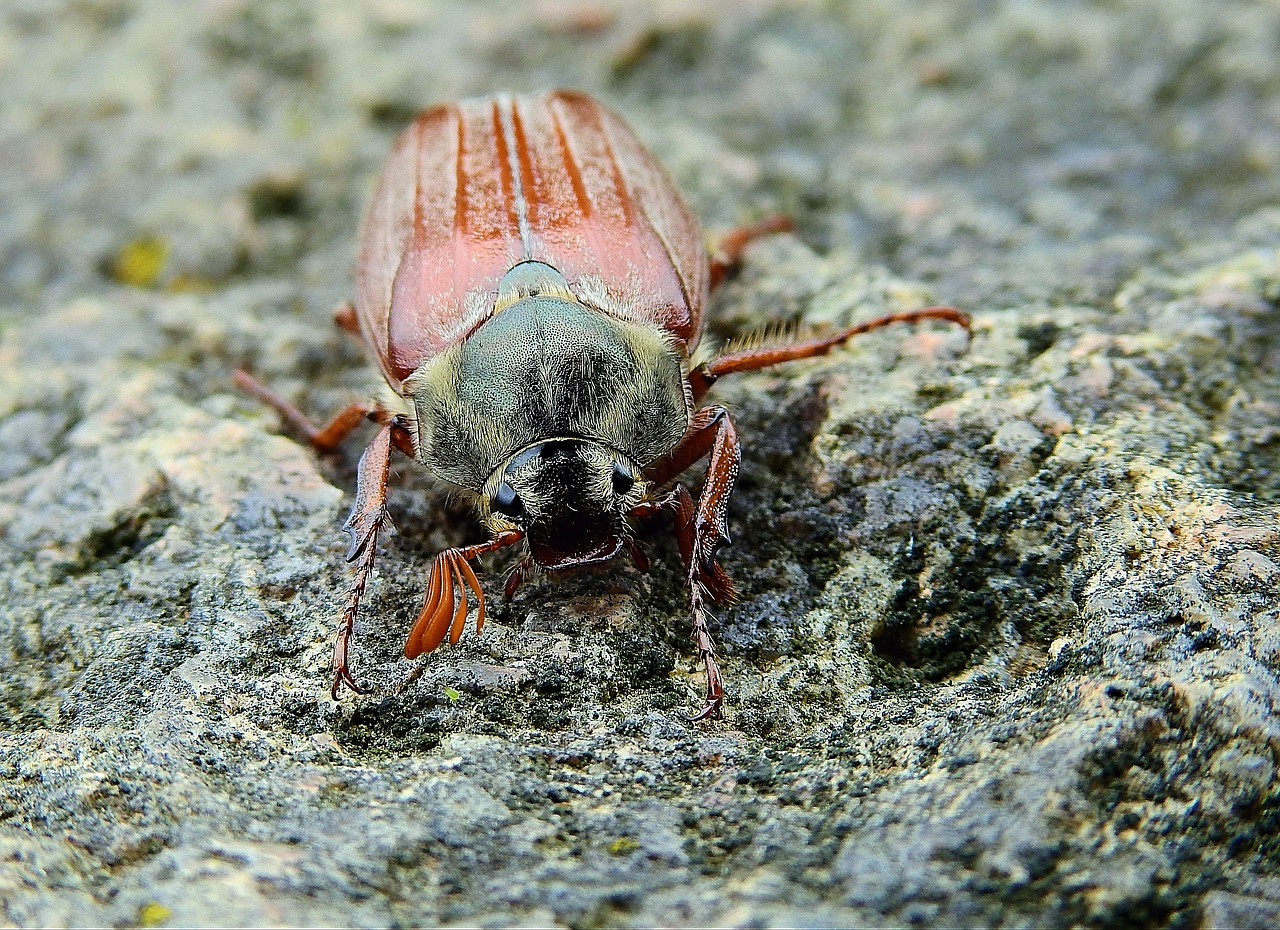 maybug  insect  nature free photo