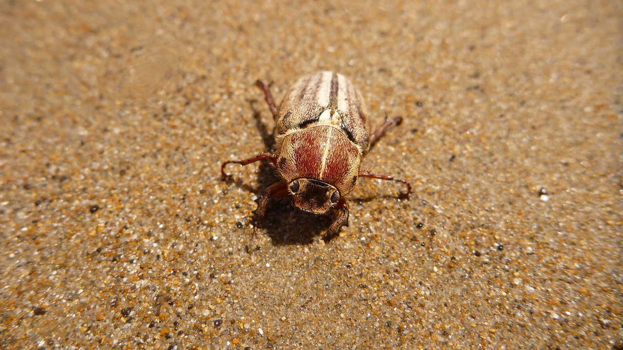 maybug  beetle  beach free photo