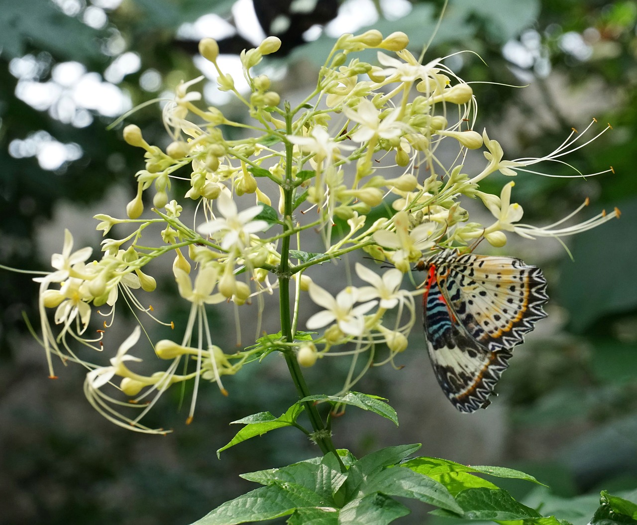 mayflower glorybower clerodendrum flower free photo