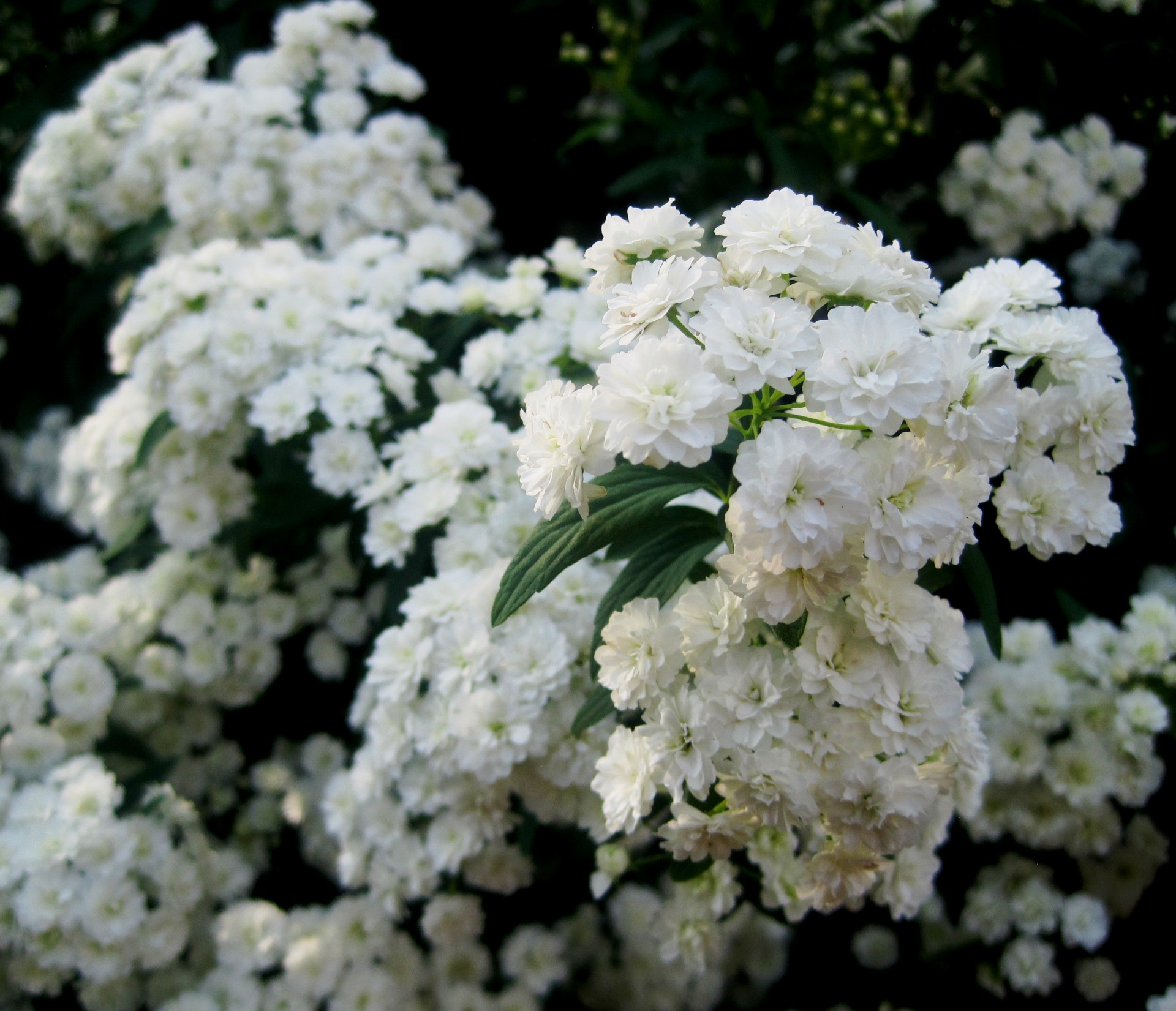 flowers white clusters free photo