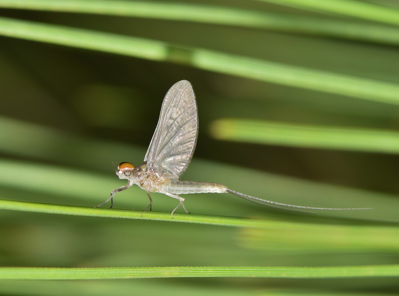 mayfly fishfly shadefly free photo