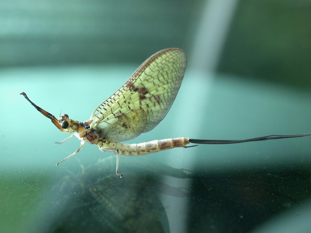 mayfly insect fly art free photo