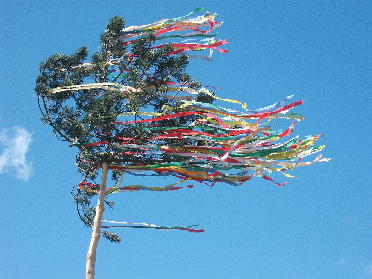 maypole celebration tree free photo