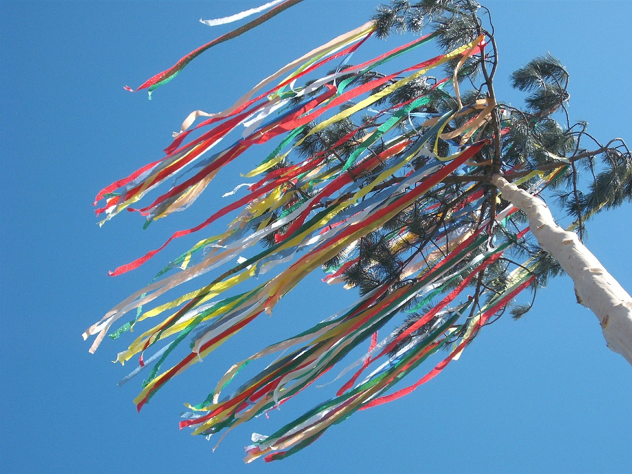 maypole celebration tree free photo