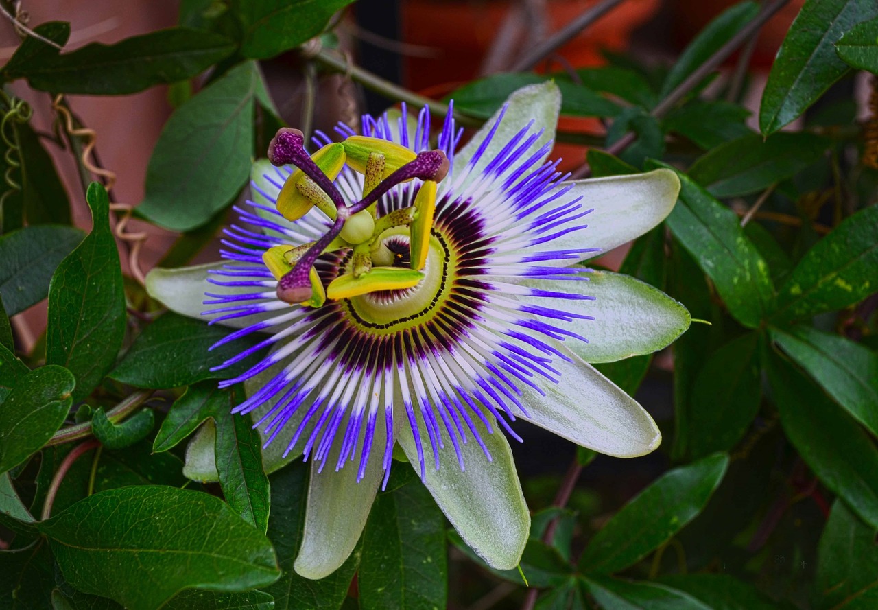 maypop  ρολογιά  exotic free photo