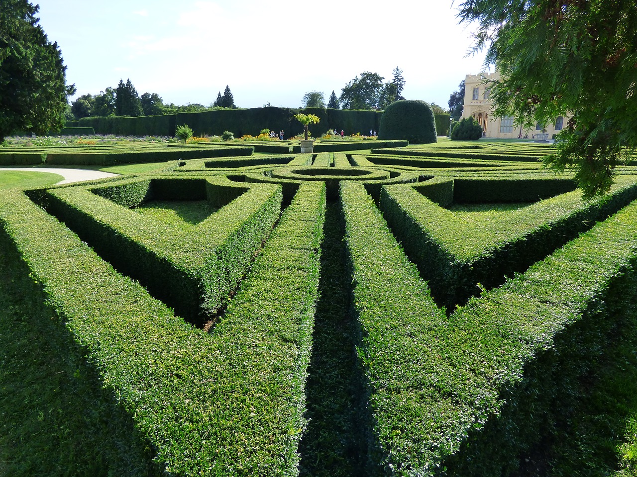 maze hedge green free photo