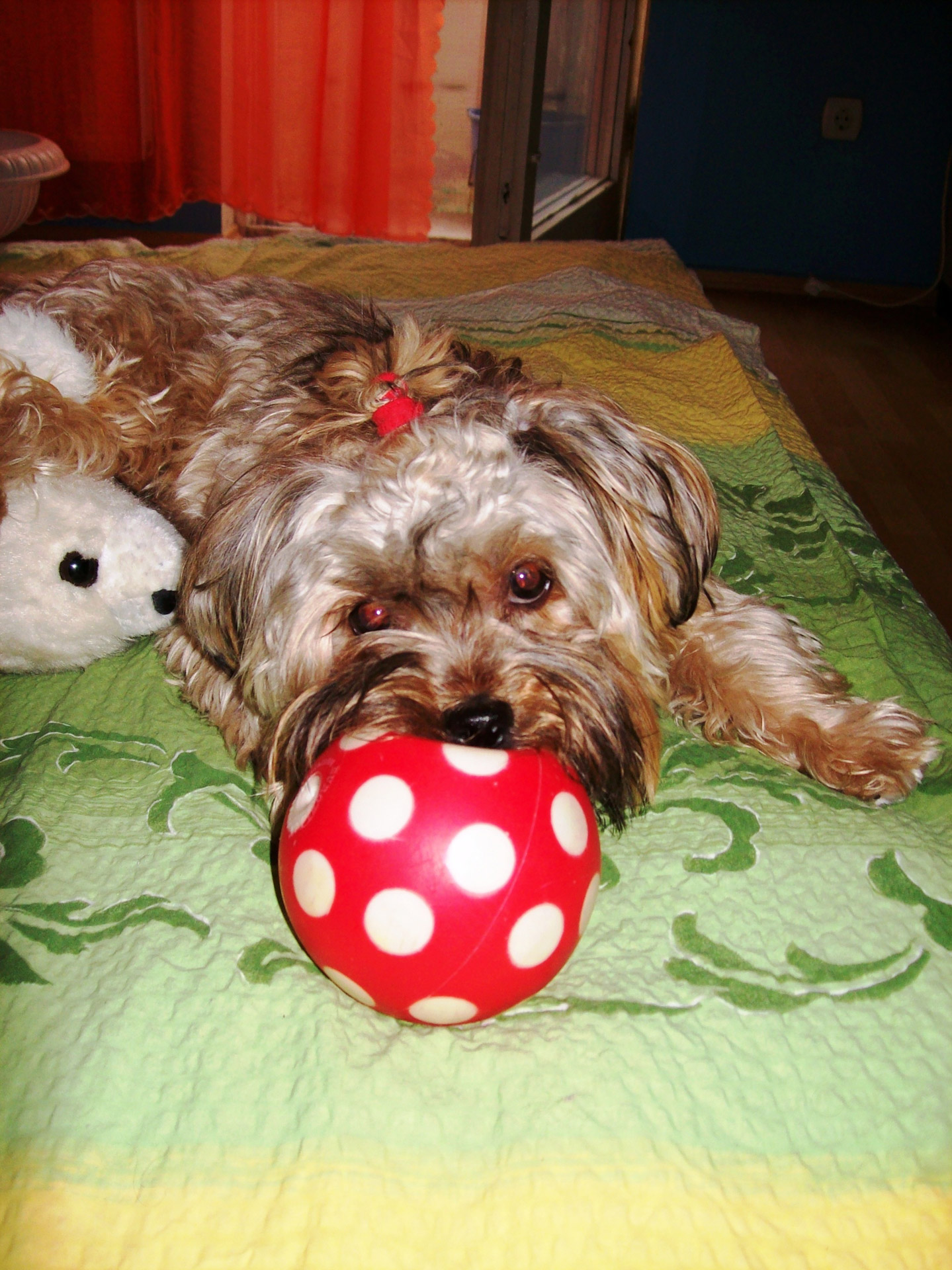 dog ball dog mazsi 1 free photo