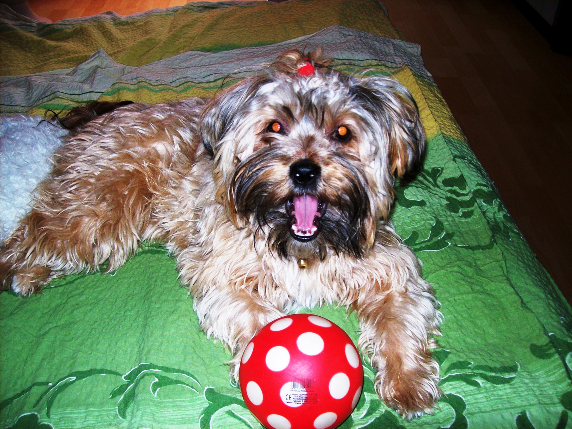 dog ball dog mazsi 3 free photo