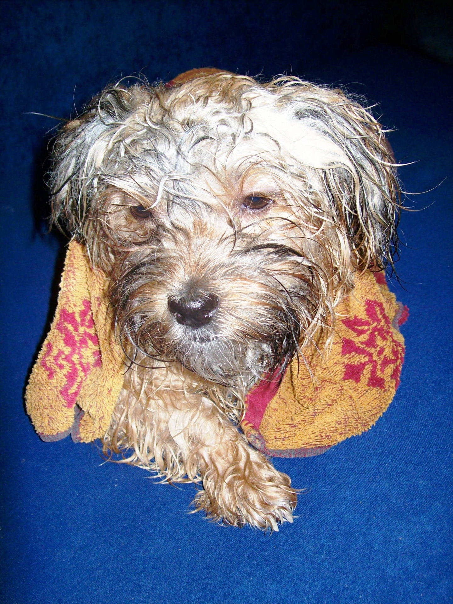 dog bathing dog after bath free photo