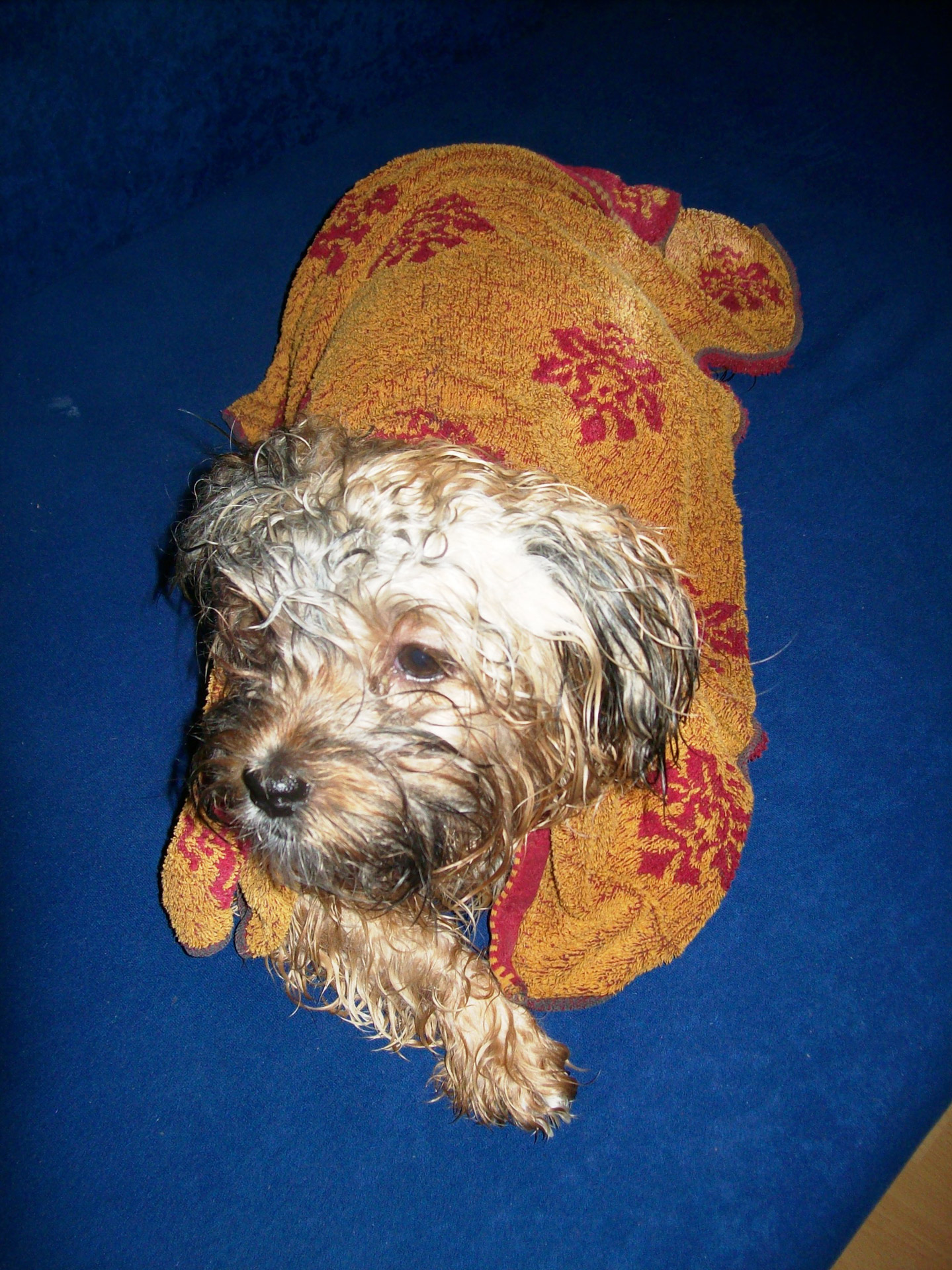 dog bathing mazsi dog after bath free photo