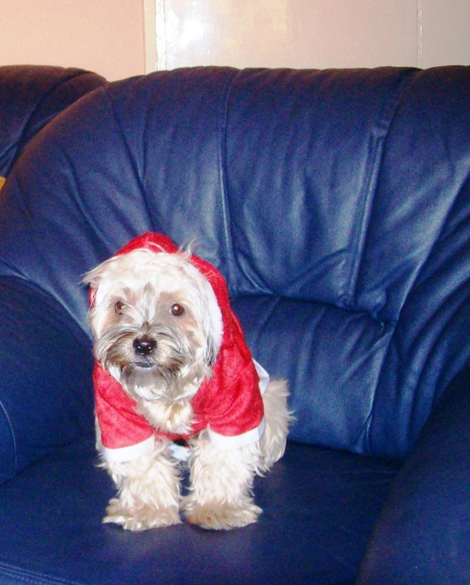 dog santa dog mazsi santa outfit (1) free photo