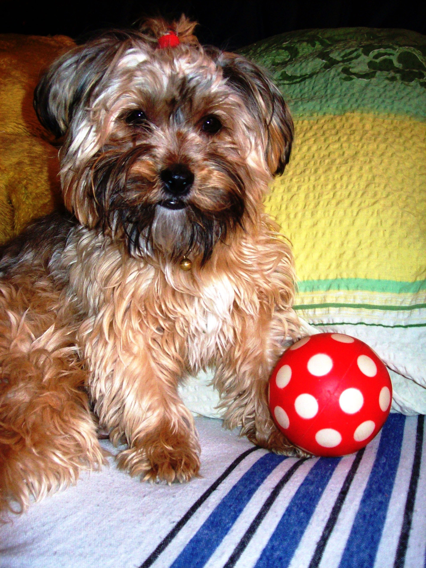 dog ball mazsi dog free photo