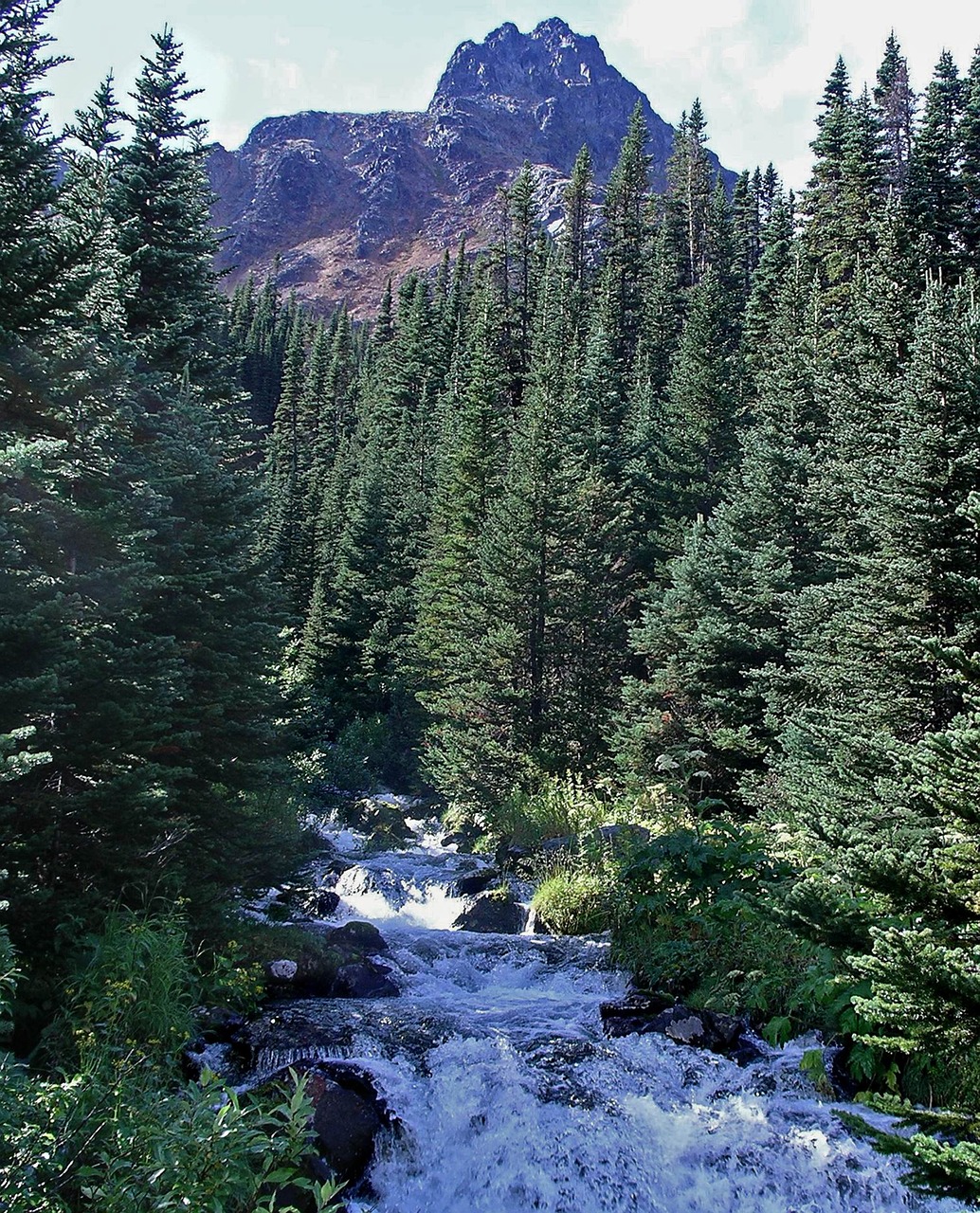 rugged mountain forest river free photo