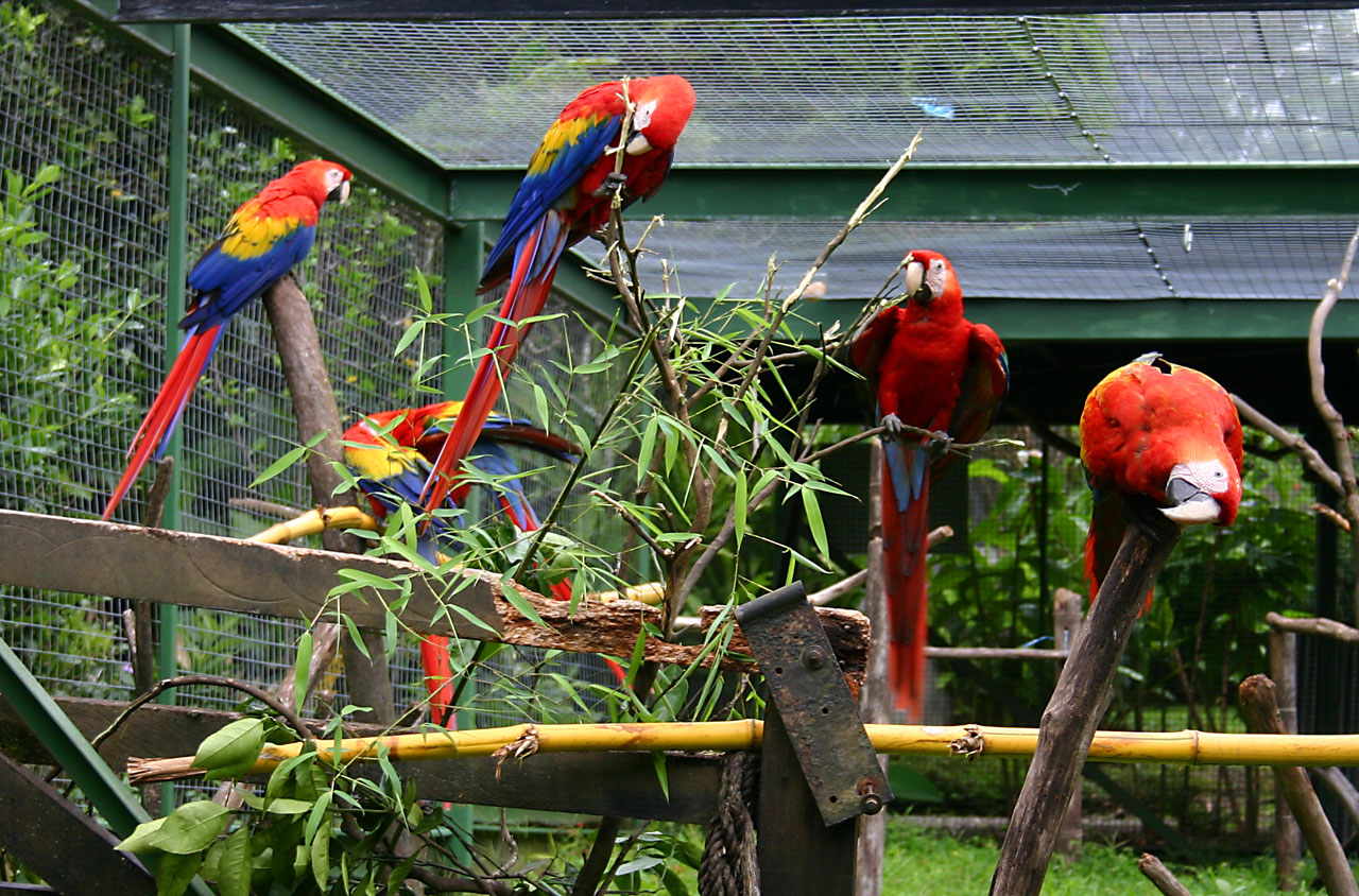 bird parrot cage free photo