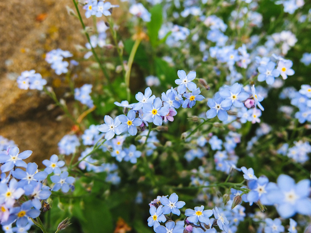 me-nots background flowers free photo