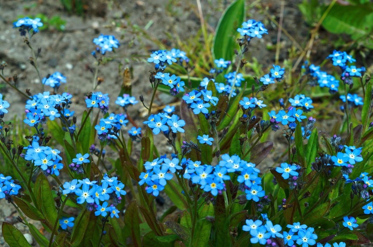 me-nots flower spring free photo