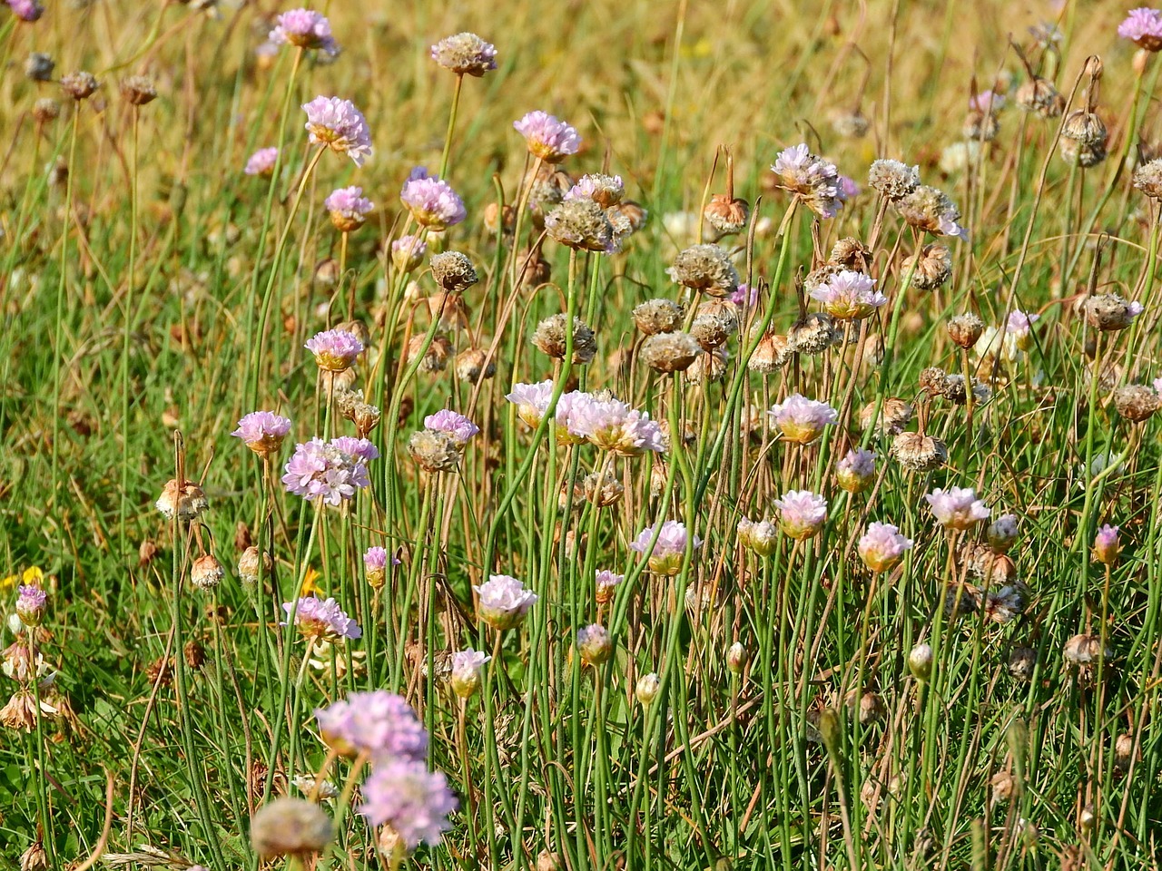 meadow flowers wild flowers free photo