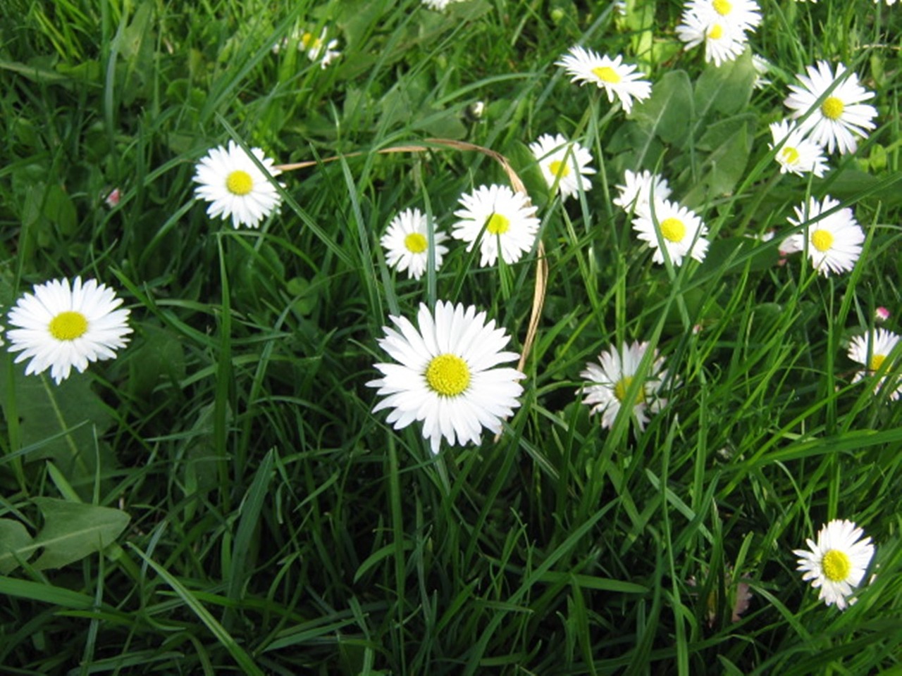 meadow flower daisy free photo