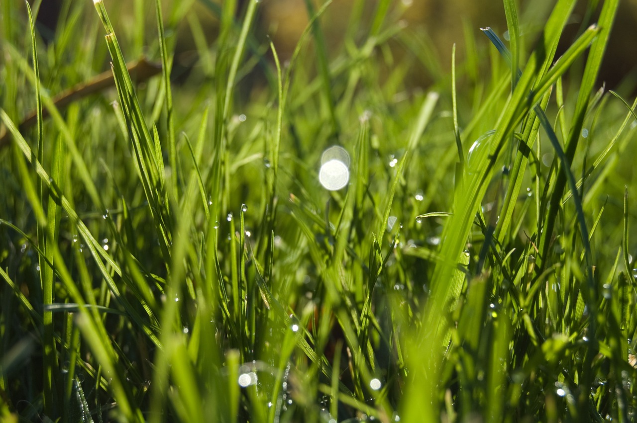 meadow green grass free photo