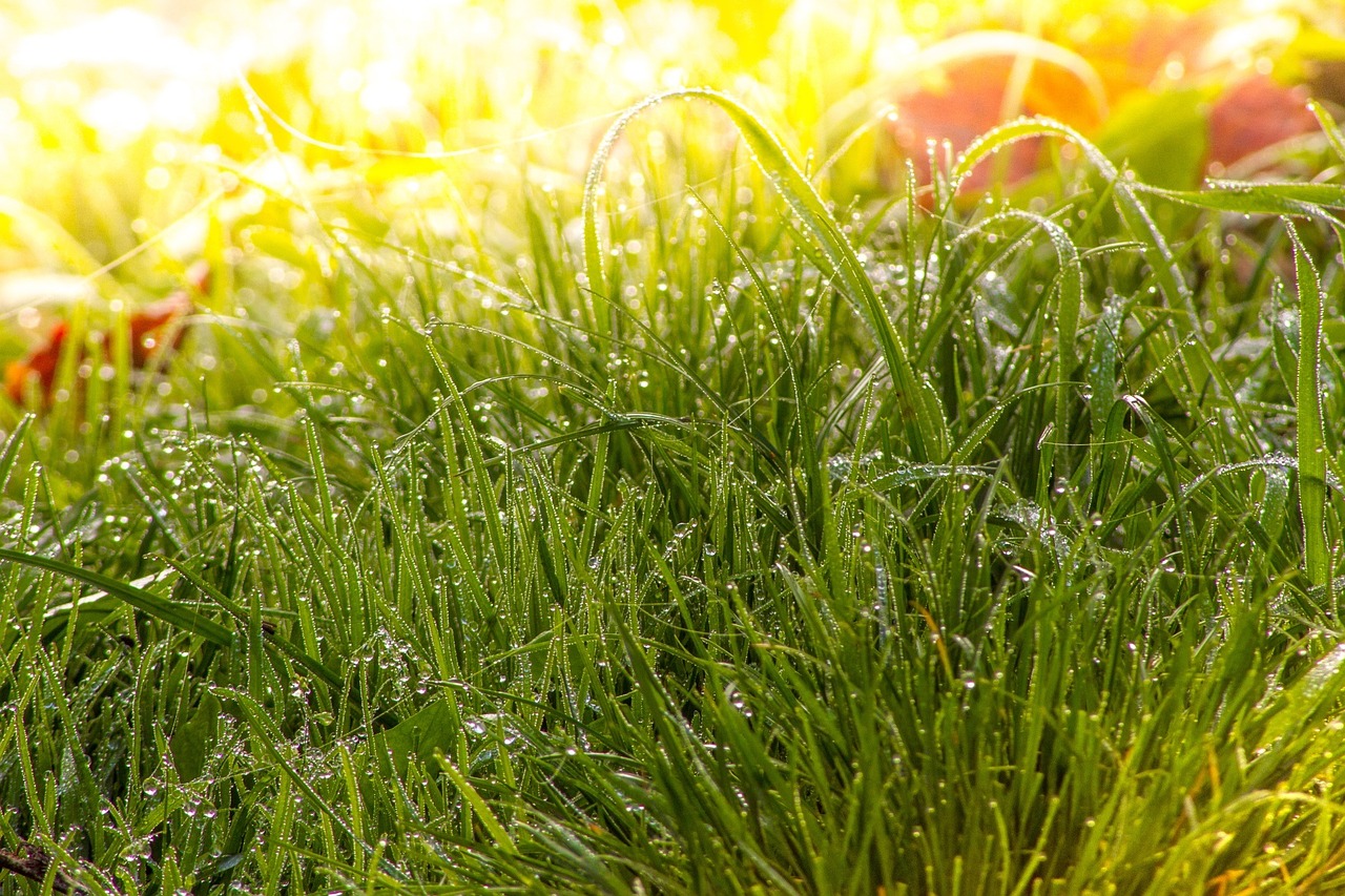 meadow grass fog free photo