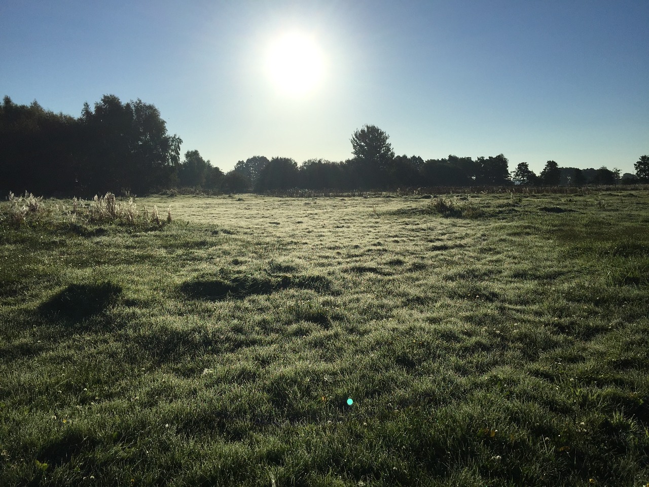 meadow trees rest free photo