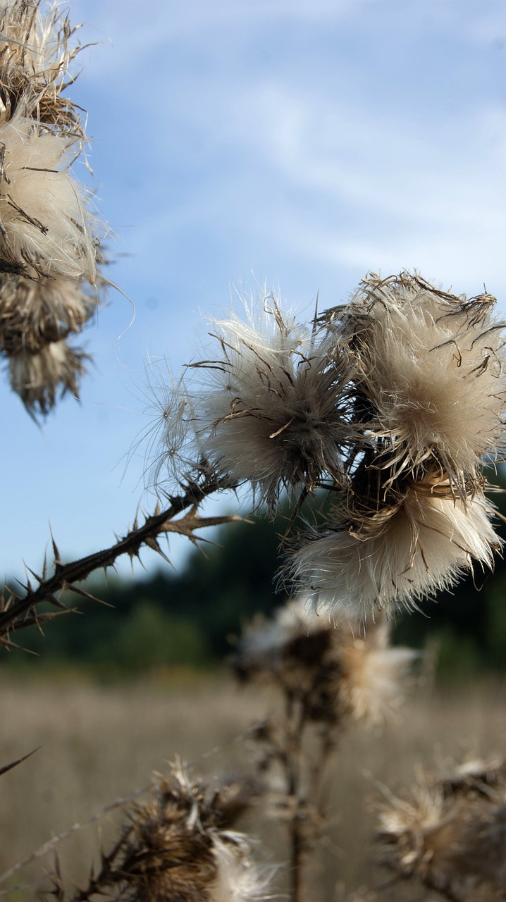 meadow herbs nature free photo