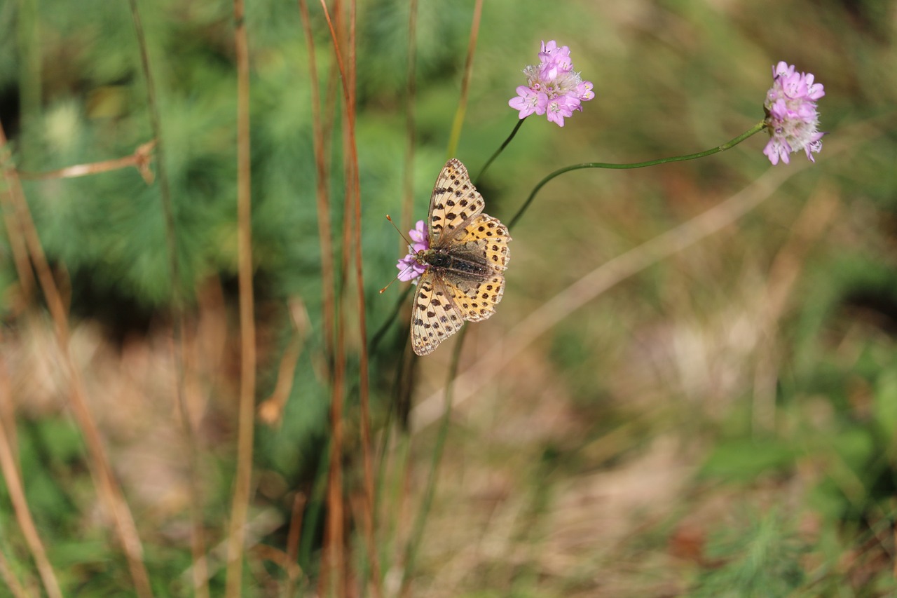 meadow butterfly flowers free photo