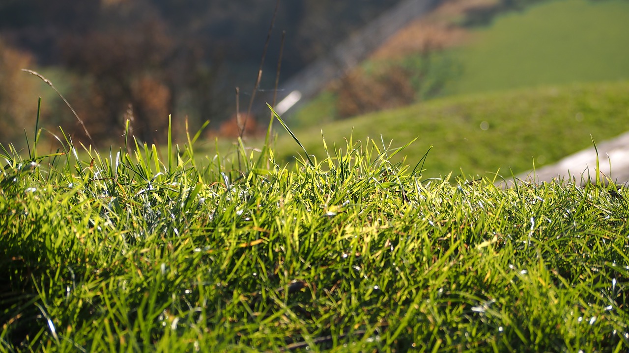 meadow grass green free photo