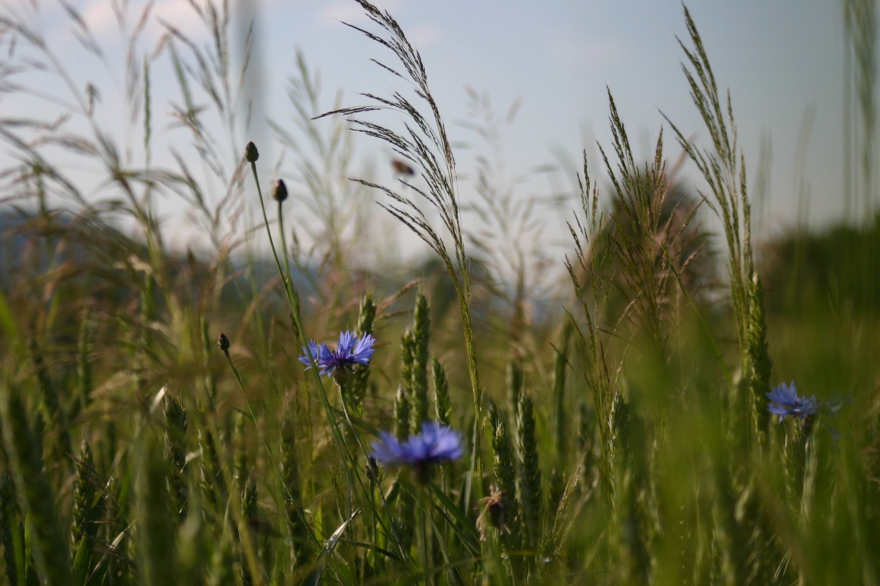 cornflowers cornfield getreideanbau free photo